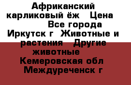 Африканский карликовый ёж › Цена ­ 6 000 - Все города, Иркутск г. Животные и растения » Другие животные   . Кемеровская обл.,Междуреченск г.